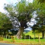 Near Mimiwhangata. We saw many of these old and beautiful trees, used by other plants as glamorous apartments. The trees have small magenta flowers.
