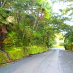 Farm road near Mimiwhangata. The photo does not do justice to the shade of green.