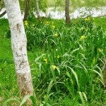 Irises on the river bank