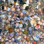 Shells on Ocean Beach