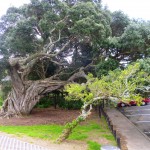 Ancient pohutukawa tree - amazing trunk