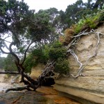 Pohutukawa tree - amazing roots