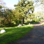 Geese at the Auckland domain
