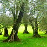 Ancient olive trees at Cornwall Park