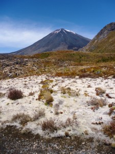 Not snow in the foreground. It's dense, white groundcover