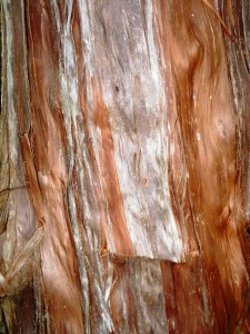 Bark