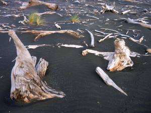 Wood vertebrae and ribs