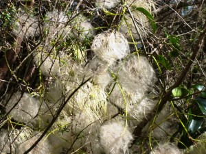 Can anyone identify this plant? Please leave a comment.