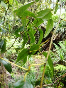 The felon: horrible thorny plant